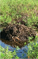 Spirit of the Swamp Nest